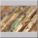 Chrysoperla carnea - Florfliege 01.jpg